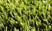 Rosemary